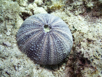 Dead Violet sea urchin, toter Violetter Seeigel, Sphaerechinus granularis