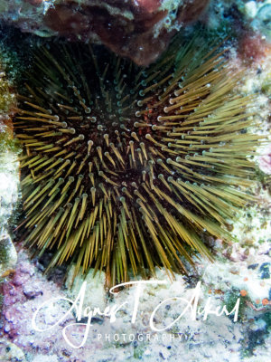 Sphaerechinus granularis, Violet sea urchin, Violetter Seeigel