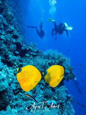 Always as a couple: the yellow masked butterflyfish