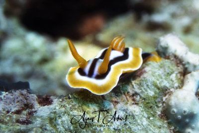 Pyjama-Sternschnecke, Chromodoris quadricolor, pyjama slug,