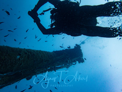 Wreck Diving, Peltastis