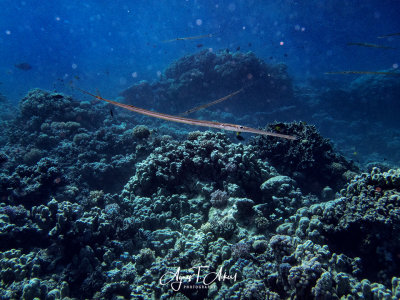 Fltenfisch - Fistularia - Cornetfish