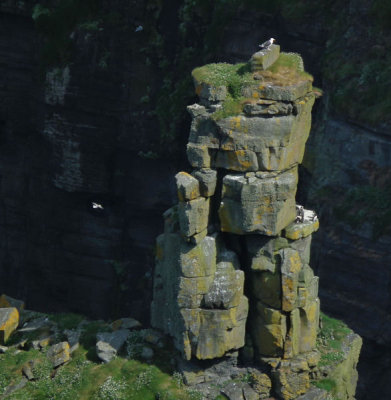 Cliffs of Moher_sea birds on land stack