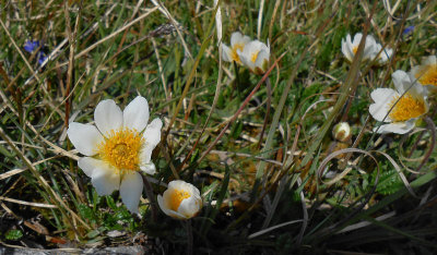 The Burren_wildflowers_mountain avens and maybe spring gentian