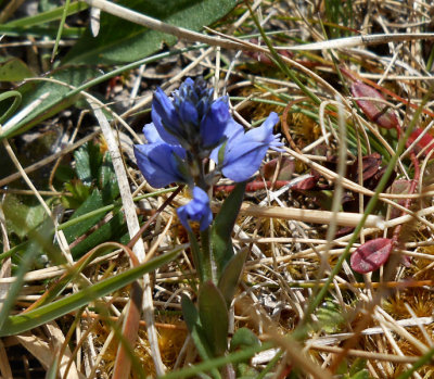 The Burren_wildflowers_spring Gentian maybe
