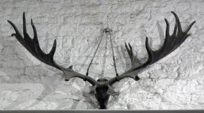 Main Hall_antlers of extinct Irish Elk