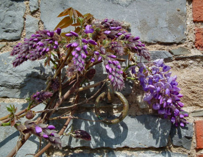 Ballymascanlan hotel _wisteria on outbuildings