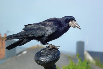 Carlingford_rook 