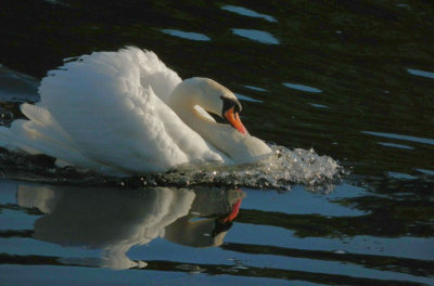 Swan seeing off rival on River Lee