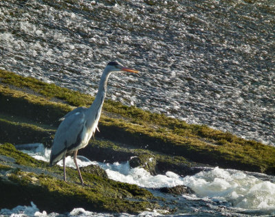 River Lee weir_Grey Heron fishing