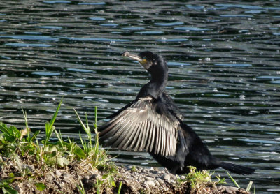 River Lee Cormorant drying out
