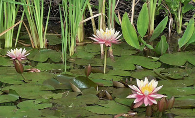 Three waterlilies