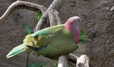 Pink Headed fruit dove