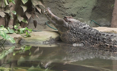 Sunda Gharial