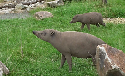 Babirusa female and piglet