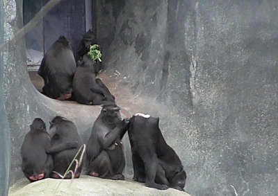 Sulawesi Macaques socialising