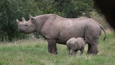 Black Rhino and calf