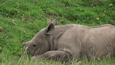 Black Rhino calf