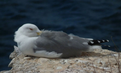 Yellow Legged Gull snoozing by 100 ton gun