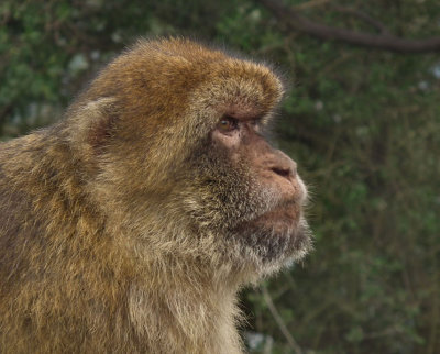 Macaque profile