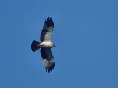 Booted Eagle