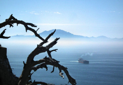 Dead Branches misty view