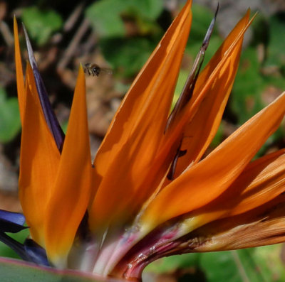 Bee and Strelitzia in Botanic gardens
