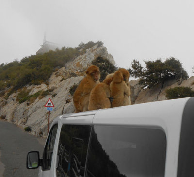 Monkeys huddling together on taxi roof