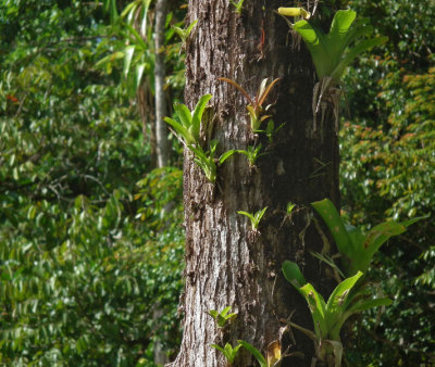 Epiphytes growing on tree trunk