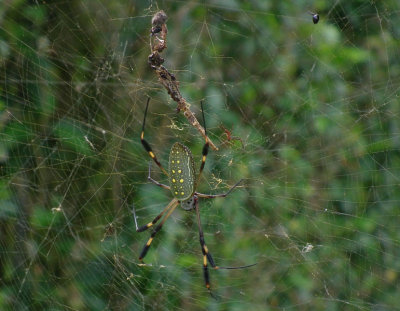 Golden Orb Spider
