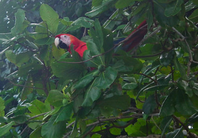 Costa Rica: Corcovado