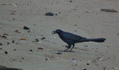Great Tailed Grackle with lunch