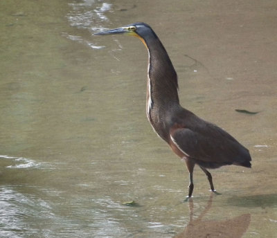 Tiger Heron