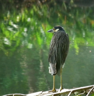 Yellow Crowned Night Heron