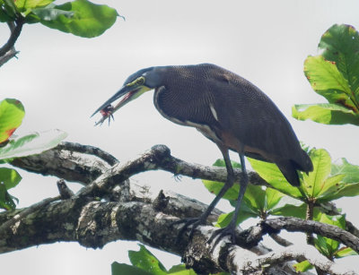 Tiger Heron with crab lunch