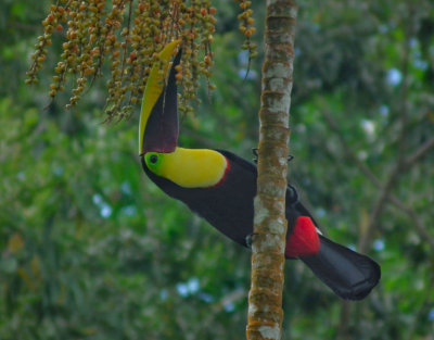 Black Mandibled Toucan feeding on date Palm