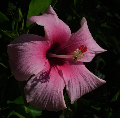 Pink Hibiscus with bee in gardens