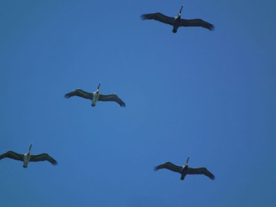 Brown Pelicans