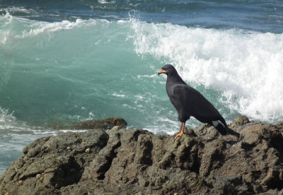 Common or Mangrove Black Hawk by waves