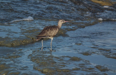 Whimbrel