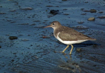 Solitary Sandpiper