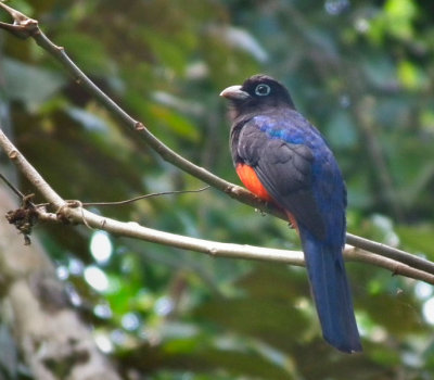 Baird's Trogon