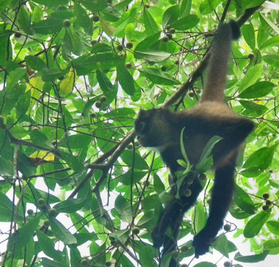 Spider Monkey feeding