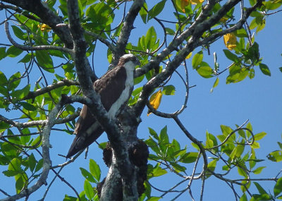 Osprey in mangroves