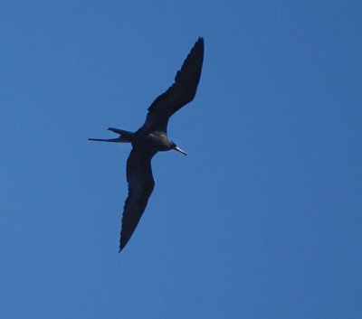 Magnificent Frigate Bird