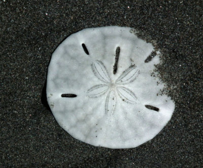 Sand dollar Violin Island.JPG