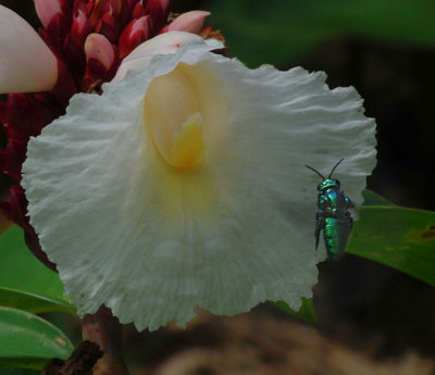 White flower with green irridescent beetle flying off
