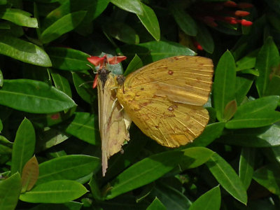 Brimstone type butterflies trying to mate