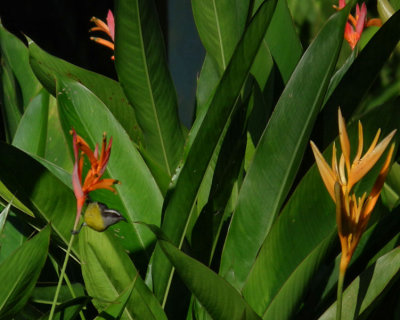 Bananaquit amongst Helliconids in gardens