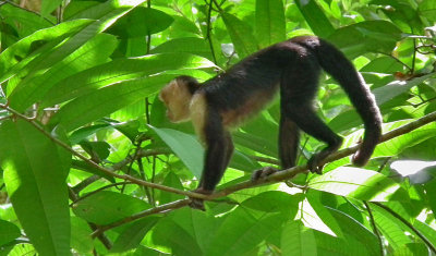 White Faced Capuchin Monkey